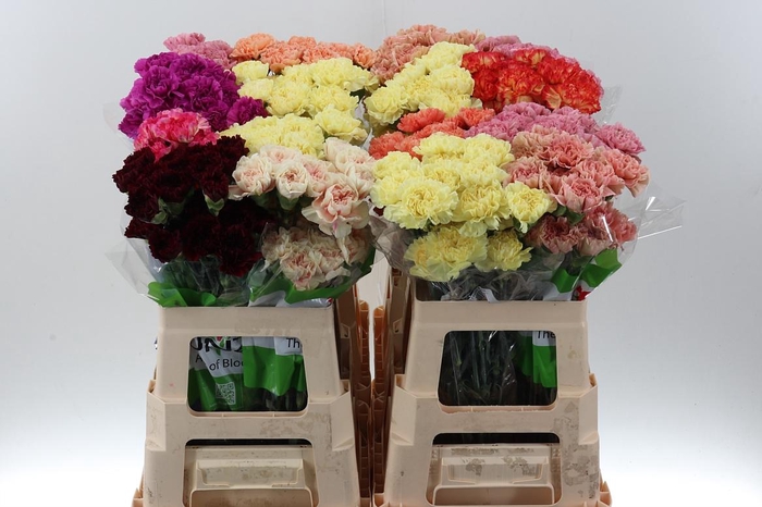 <h4>Di St gem in fust 60cm</h4>