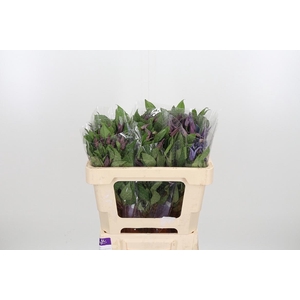 Clem Di Bl Pirouette