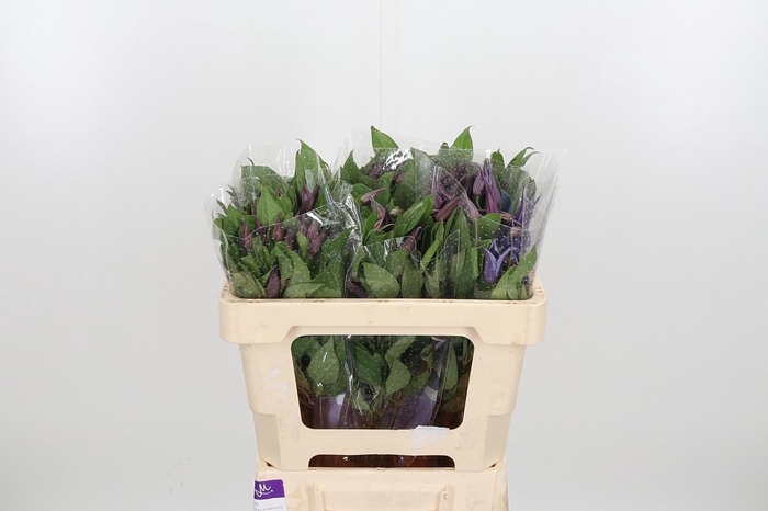 <h4>Clem Di Bl Pirouette</h4>