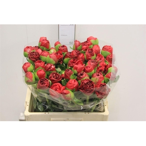 Paeo L Com Performan Super!!