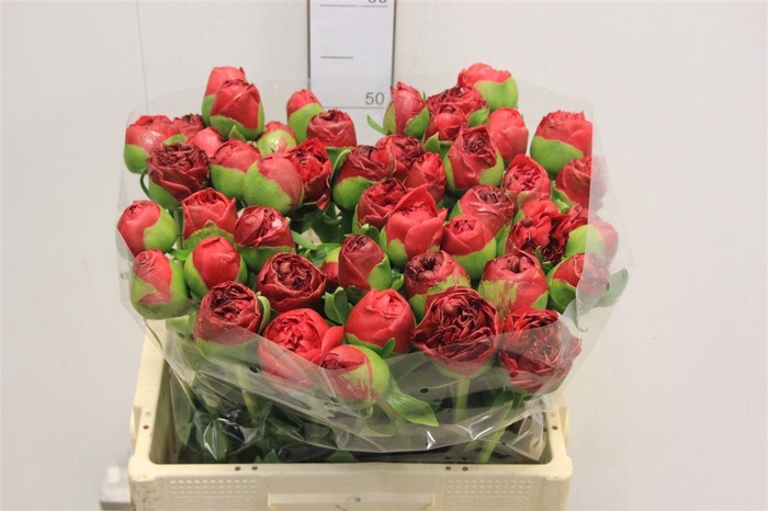 <h4>Paeo L Com Performan Super!!</h4>