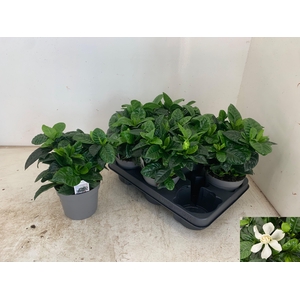 GARDENIA JASMINOIDES