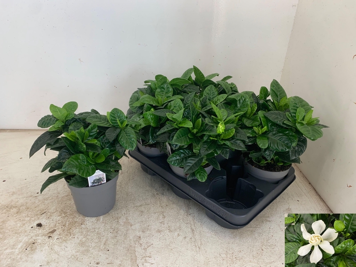 <h4>GARDENIA JASMINOIDES</h4>