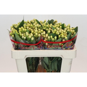 Hypericum Vanilla Sky