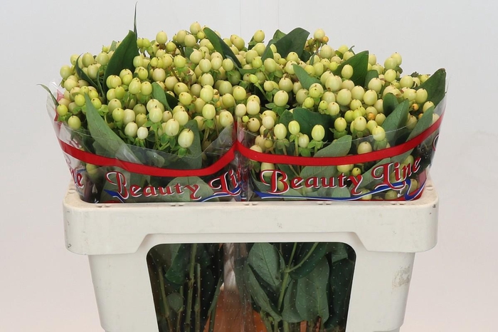 <h4>Hypericum Vanilla Sky</h4>