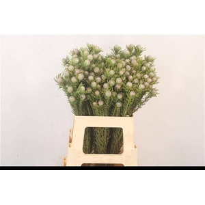 LEUCAD L AY JA PE VT