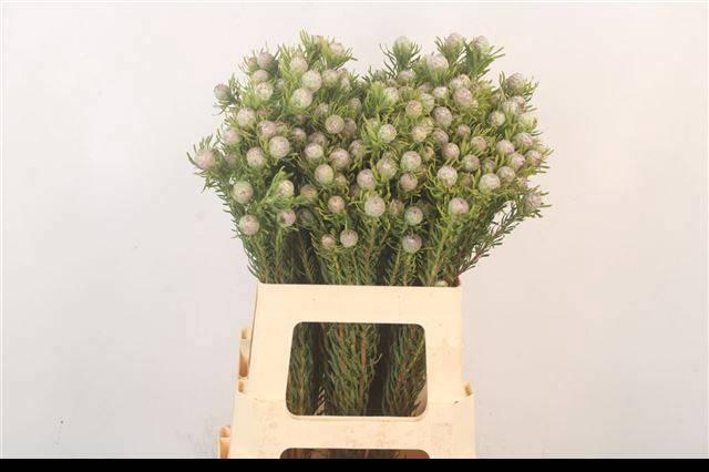 <h4>LEUCAD L AY JA PE VT</h4>