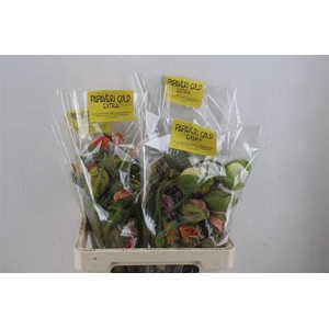 Papaver Mixed Extra P Stem