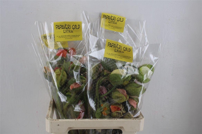 <h4>Papaver Mixed Extra P Stem</h4>