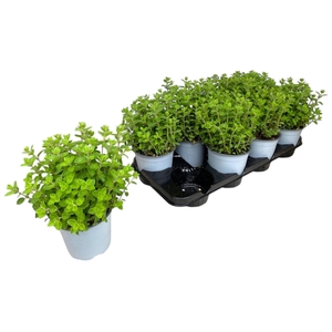 Origanum vulgare