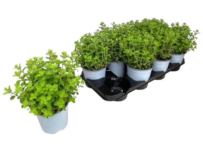 <h4>Origanum vulgare</h4>