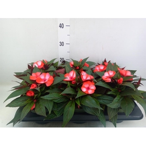 Impatiens NG 'Tamarinda Red Bicol'