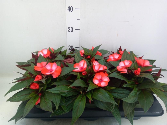 <h4>Impatiens NG 'Tamarinda Red Bicol'</h4>