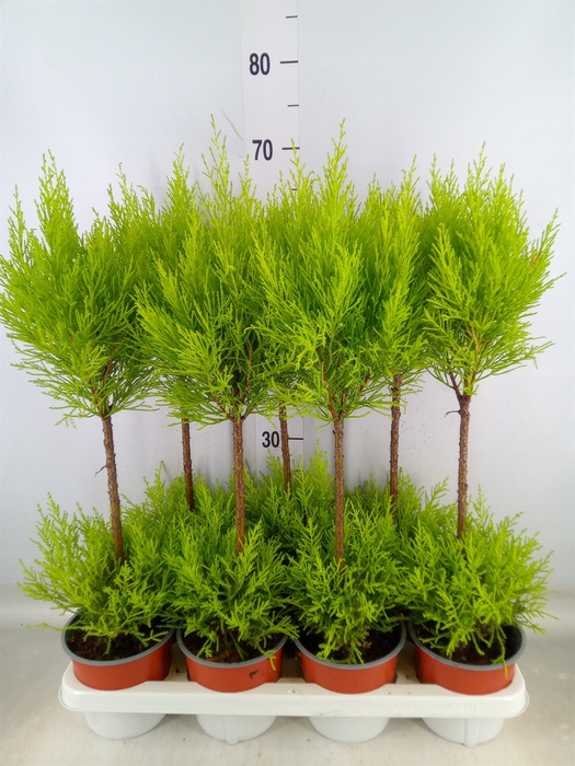 <h4>Cupressus macro. 'Goldcrest Wilma'</h4>