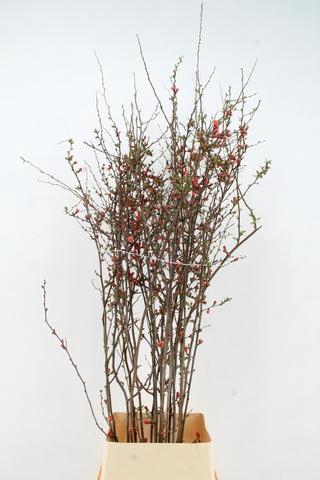 CHAENOMELES JAPONICA RED 140CM