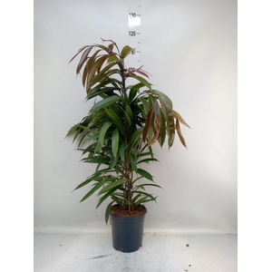 Ficus binn. 'Amstel King'