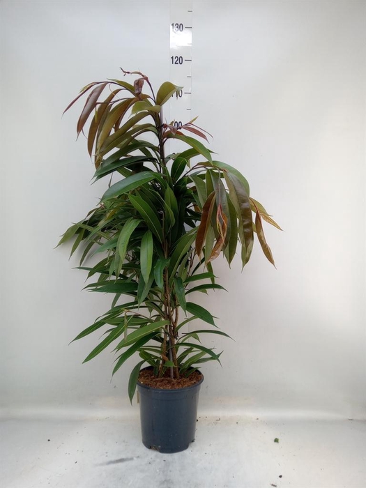 <h4>Ficus binn. 'Amstel King'</h4>
