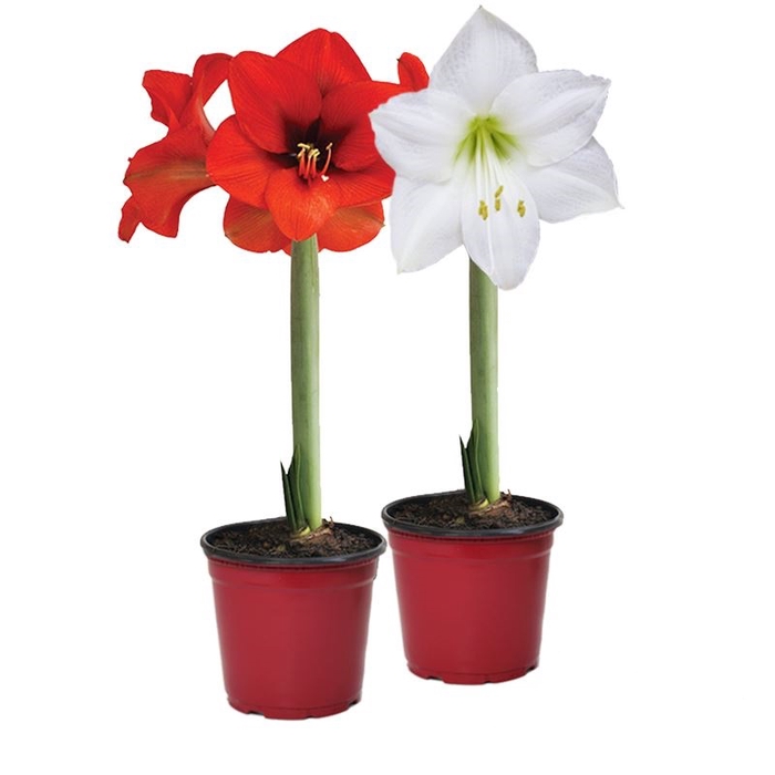 <h4>AMARYLLIS P14</h4>