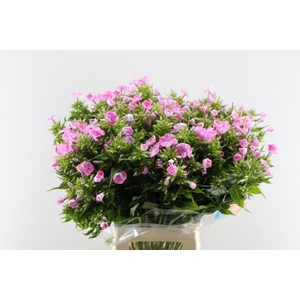 Phlox P Senora (rose)