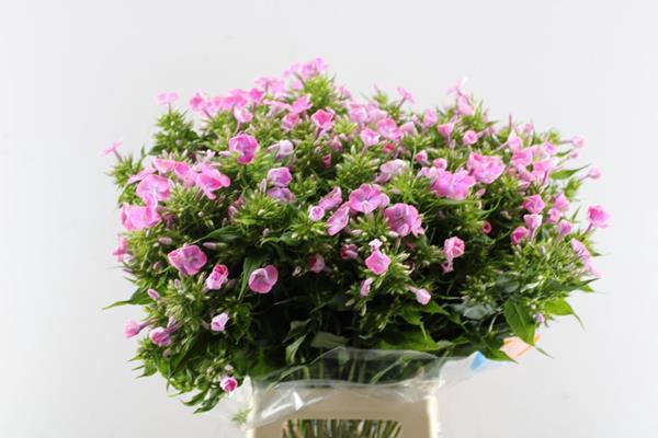 <h4>Phlox P Senora (rose)</h4>