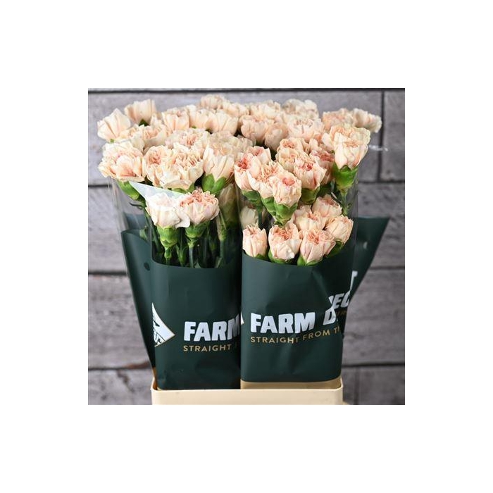 <h4>Di St Apple Tea</h4>