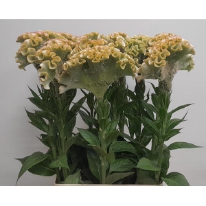 CEL C ARGENTEA MUSE MINT