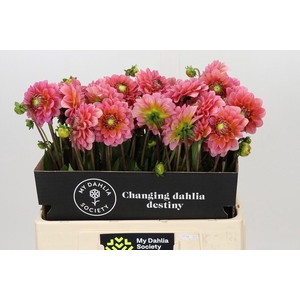 Dahlia Pink Runner