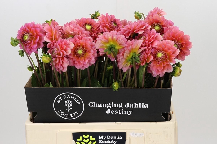 <h4>Dahlia Pink Runner</h4>