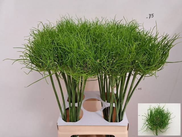 <h4>ALLIUM AM CATWEAZLE</h4>