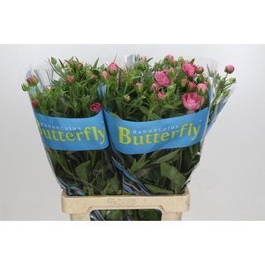 Ranunculus Butterfly Venus