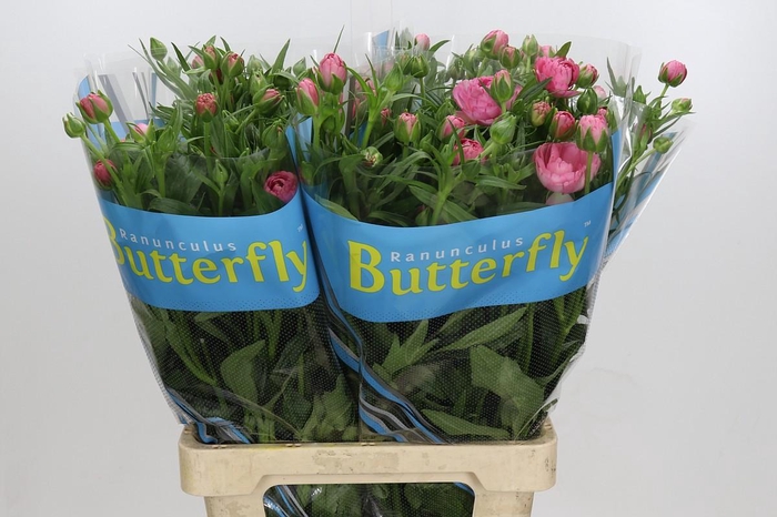 <h4>Ranunculus Butterfly Venus</h4>