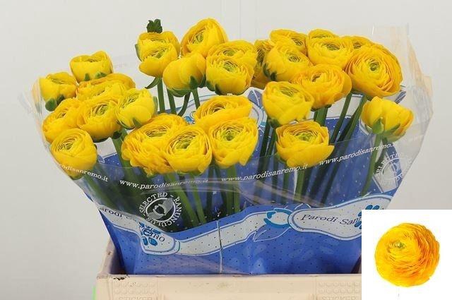 <h4>RAN SU OMEGA</h4>