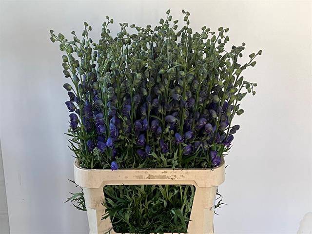 <h4>Aconitum napellus</h4>