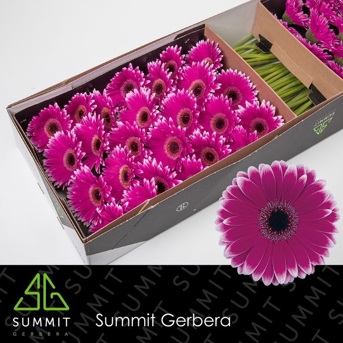 <h4>Gerbera Nuance</h4>