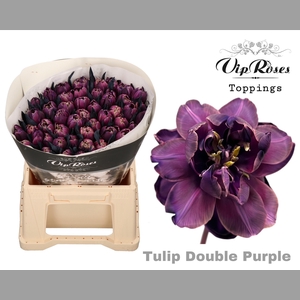 TU DU DOUBLE PURPLE