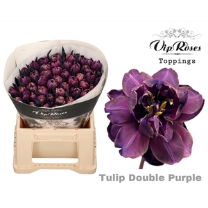 TU DU DOUBLE PURPLE