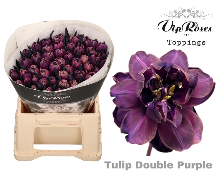 <h4>Tu Du Double Purple</h4>
