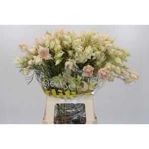 Blushing Bride 4/6 Flowers