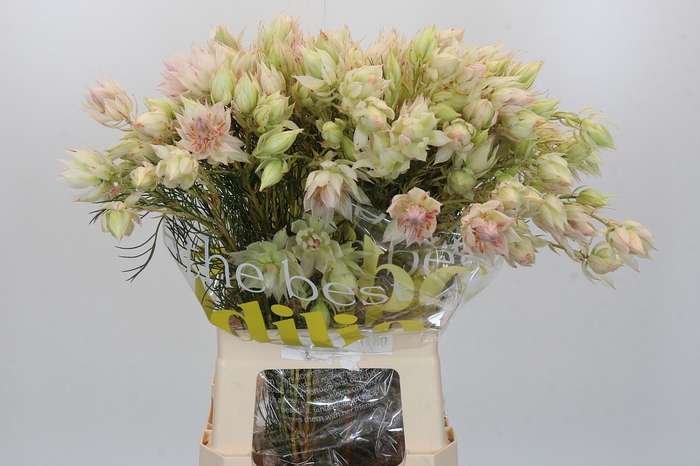 <h4>Blushing Bride 4/6 Flowers</h4>