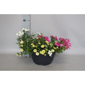 Schaal 26 Mix 09 Calibrachoa, Petunia, Verbena