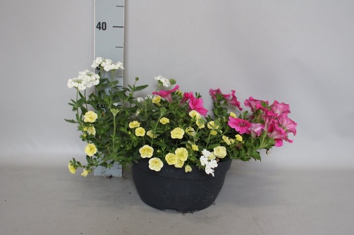 <h4>Schaal 26 Mix 09 Calibrachoa, Petunia, Verbena</h4>
