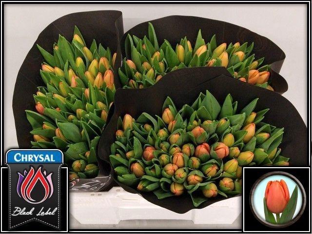 <h4>TU EN TIME OUT</h4>