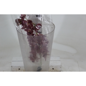 CYMBIDIUM VINHO