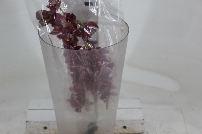 <h4>CYMBIDIUM VINHO</h4>