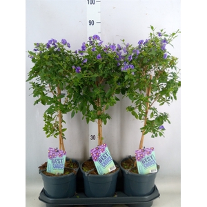 Lycianthes ran. 'Blue Fountain'