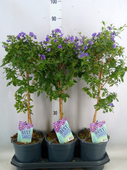 <h4>Lycianthes ran. 'Blue Fountain'</h4>