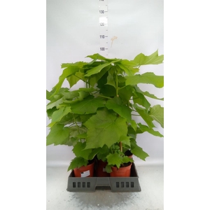 Sparrmannia africana