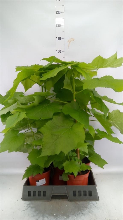 <h4>Sparrmannia africana</h4>