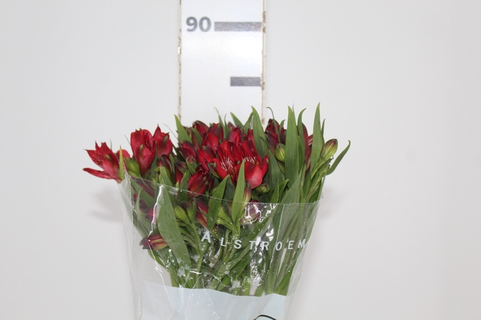 <h4>ALSTROEMERIA NATALYA 080 CM</h4>