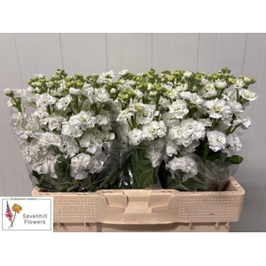 Matth Stox White